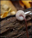 Mushroom, possibly a <em>Marasmius</em> species