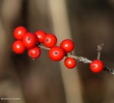 Winterberry (<em>Ilex verticillata</em>)