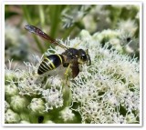 Mason wasp (<em>Ancistrocerus</em> sp.)