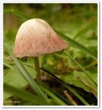 Mushroom