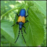 Elderberry borer beetle  (<em>Desmocerus palliatus</em>)