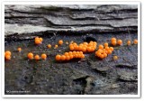 Slime mould  (<em>Trichia</em>)?