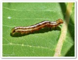 Burdock borer moth caterpillar (<em>Papaipema cataphracta</em>),  #9466