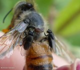 Honey bee (<em>Apis mellifera</em>) with flies, possibly <em>Desmometopa</em>