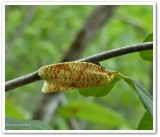 Cenopis moth (<em>Cenopis</em>)