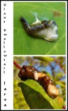 Giant swallowtail caterpillar and....