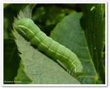 Speckled green fruitwom moth Caterpillar  (<em>Orthosia hibisci</em>), #10495