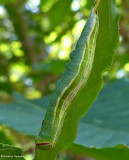Saddled prominent moth caterpillar  (<em>Heterocampa guttivitta</em>), #7994