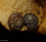 Snails on polypore fungus