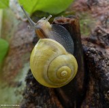 Grove Snail  (<em>Cepaea nemoralis</em>)