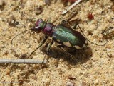 Tiger beetle (<em>Cicindela scutellaris</em>)