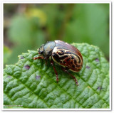 Russett alder leaf beetle (<em>Calligrapha alni</em>)