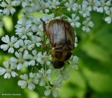 Oriental beetle (<em>Anomala orientalis</em>)