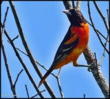 Baltimore oriole, male