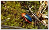 Flea beetle (<em>Kuschelina thoracica</em>)