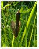 Yellow-collared scape moth  (<em>Cisseps fulvicollis</em>), #8267