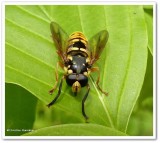 Hover fly (<em>Temnostoma alternans</em>)