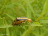Goldenrod leaf beetle (<em>Trirhabda canadensis</em>), female