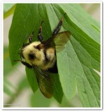 Bumble bee (<em>Bombus</em>)