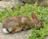 Eastern cottontail rabbit  (<em>Sylvilagus floridanus</em>)