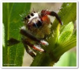 Jumping spider (<em>Phidippus princeps</em>)