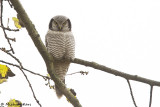 Northern Hawk-Owl - Sperweruil