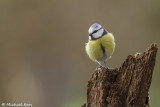 Blue Tit - Pimpelmees