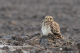 Short-eared Owl - Velduil
