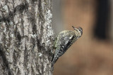 Yellow-bellied Sapsucker   (Juv.)