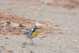 Yellow-throated Warbler