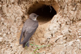 Northern Rough-winged Swallow