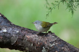 Tennessee Warbler