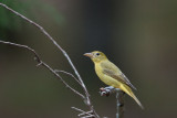 Summer Tanager