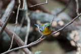 Northern Parula