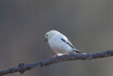 American Goldfinch   (Leucistic )