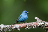 Indigo Bunting