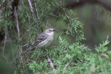 Yellow-rumped Warbler