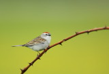 Bruant Familier / Chipping Sparrow