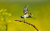 Merlebleu de LEst (femelle) / Eastern Bluebird (female)