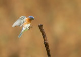 Merlebleu de LEst  / Eastern Bluebird 
