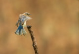 Merlebleu de LEst (femelle) / Eastern Bluebird (female)