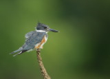 Martin-Pcheur dAmerique /Belted Kingfisher