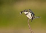 Martin-Pcheur dAmerique /Belted Kingfisher
