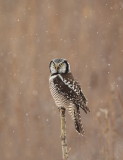 Chouette eperviere / Northern Hawk Owl