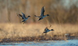 Canards Pilet /Northern Pintail