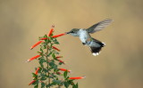 Colibri a gorge rubis / Ruby-throated Hummingbird