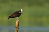Balbuzard Pecheur / Osprey