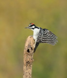 Pic Mineur/ Downy Woodpecker