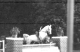 1949 erstes Reitturnier nach dem Krieg 