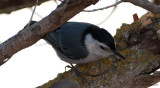 White-breasted Nuthatch